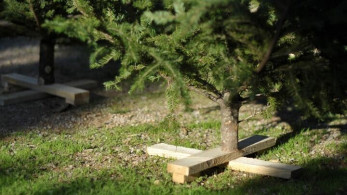 Εντατικές προετοιμασίες για τους ελατοπαραγωγούς του Ταξιάρχη Χαλκιδικής – Βροχή οι προπαραγγελίες