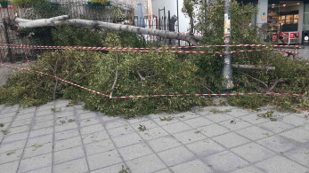 Οι ισχυροί άνεμοι έριξαν δέντρα στη Θεσσαλονίκη