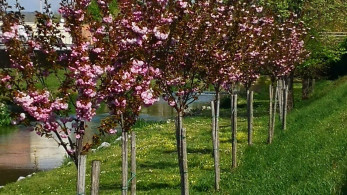 Τρίκαλα: Οι ανθισμένες κερασιές  προσφέρουν όμορφες εικόνες σε επισκέπτες και κατοίκους