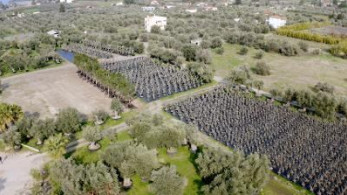 LAMDA Development: Γιγάντια επιχείρηση μεταφύτευσης 3.000 δέντρων στο Ελληνικό