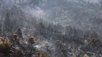 Προς ένα άλλο μοντέλο διαχείρισης των δασών - Ανακοινώσεις από τον πρωθυπουργό αύριο στη Βουλή
