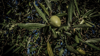 Χρυσάφι φέτος το λαδάκι - Σπάει όλα τα ρεκόρ