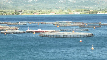 Ιχθυοτροφεία Ίριδα: τεράστιο deal
