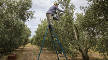 Αποκλειστικό: ιδρύονται αγροτικά τμήματα στα επιμελητήρια - Ολόκληρη η νομοθετική ρύθμιση