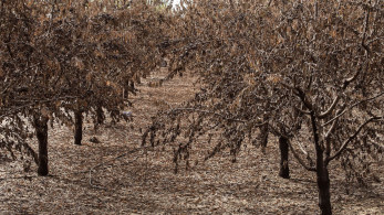 ΕΛΓΑ: καταγραφές ζημιών στις περιοχές που επλήγησαν από χαλάζι