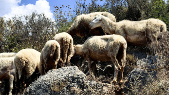 ΥΠΑΑΤ: ανακοίνωσε νέα μέτρα για την αντιμετώπιση της ευλογιάς των προβάτων