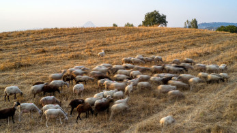Πανώλη των αιγοπροβάτων: σταδιακή άρση των περιορισμών που επιβλήθηκαν μετά τα κρούσματα
