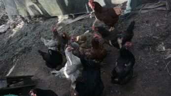ΗΠΑ: πρώτος θάνατος ανθρώπου από γρίπη των πτηνών