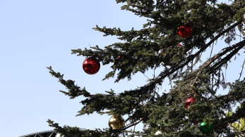 Συνεχίζεται το σίριαλ: Τα έλατα τρώγονται, υπό τις κατάλληλες συνθήκες, απαντά η Στοκχόλμη στο Βέλγιο