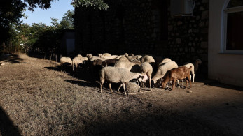 Αποκλειστικό στο «Μανιφέστο»: Ο γραμματέας ΝΕ Ηρακλείου του ΠΑΣΟΚ επέστρεψε στον ΟΠΕΚΕΠΕ 15.667,68 ευρώ