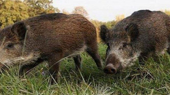 Αγριογούρουνο επιτέθηκε σε αντιδήμαρχο Δήμου της Π.Ε Τρικάλων