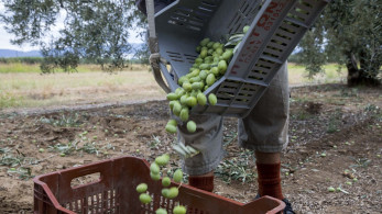 Πάνος Αμυράς: Αυξημένη στήριξη 3,7 δισ. ευρώ για τους αγρότες - Είμαστε πάντα υπέρ του διαλόγου