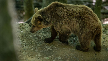 Αποτροπιασμός στην Καστοριά: σκότωσαν μικρό αρκουδάκι - Τρίτο περιστατικό σε τρεις μήνες