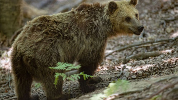 Καστοριά: αρκούδα εμφανίστηκε σε αυλή σχολείου στο Νεστόριο