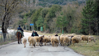 ΥΠΑΑΤ: τον Οκτώβριο η ενίσχυση για ζωοτροφές και κατεστραμμένο γάλα