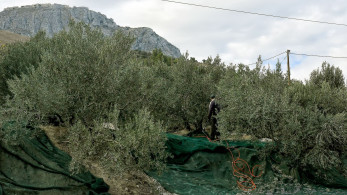 Έμβλημα η… κουτάλα με φτερά