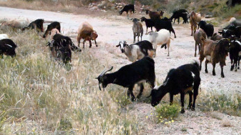 ΟΠΕΚΕΠΕ: Η κυβέρνηση βάζει τάξη - η αντιπολίτευση κραυγάζει