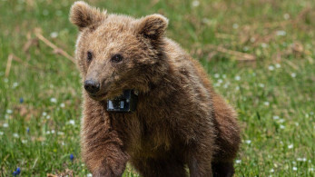 Ξαναγύρισε στο δάσος η Μάρθα, το ορφανό αρκουδάκι που είχε βρεθεί σε αυλή σπιτιού