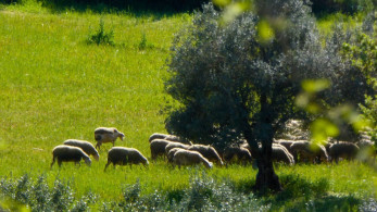 ΥΠΑΑΤ: τι πρέπει να κάνουν οι κτηνοτρόφοι εφόσον υποψιαστούν ότι κάποιο ζώο έχει μολυνθεί από ευλογιά