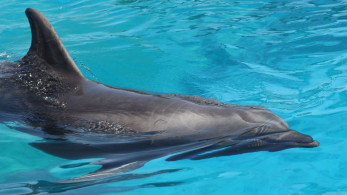 Η Ελλάδα στην πρώτη γραμμή για την προστασία των θαλάσσιων θηλαστικών