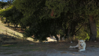 Ηλεία: σώθηκε ο σκύλος που κακοποιήθηκε - Οι αρχές αναζητούν τον δράστη
