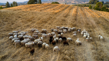 ΟΠΕΚΕΠΕ: τέλος η «τεχνική λύση» και το πάρτι των επιτήδειων με τις αγροτικές επιδοτήσεις