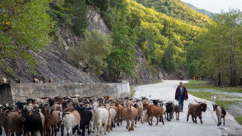 Κρήτη: παρατείνονται τα προληπτικά μέτρα για την ευλογιά των αιγοπροβάτων
