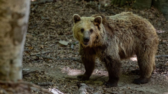 Φρίκη στη Δράμα: πυροβόλησαν, σκότωσαν και αποκεφάλισαν αρκούδα σε ορεινή περιοχή