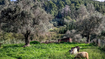 Ενισχυμένοι έλεγχοι και αυστηρή βιοασφάλεια - Η ΕΕΕΔΕΕ προειδοποιεί για το κρίσιμο τρίμηνο