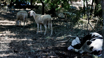 ΥΠΑΑΤ: συνολικά μέχρι σήμερα έχουν επιβεβαιωθεί 13 κρούσματα αφθώδους στη Μυτιλήνη