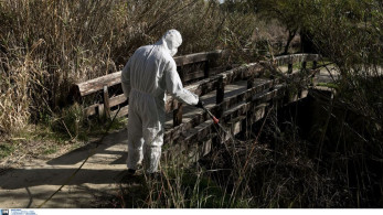 «Καμπανάκι» για την έξαρση του ιού του Δυτικού Νείλου στην Αττική